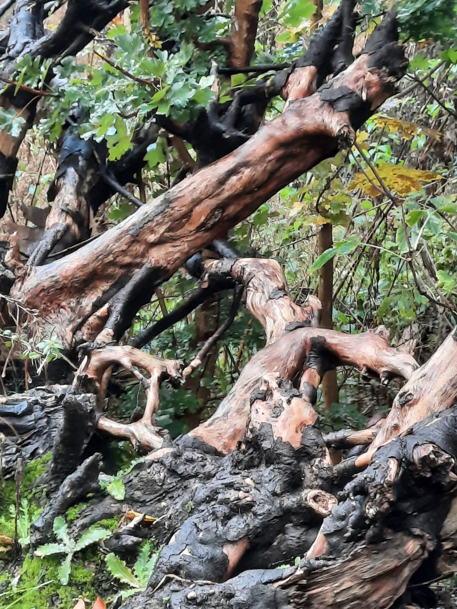Filosofisch praktijk, filosofisch gesprek in Kralingse Bos in Rotterdam, filosofisch blog, ruimdenkenvrijbewegen, zelfzorg