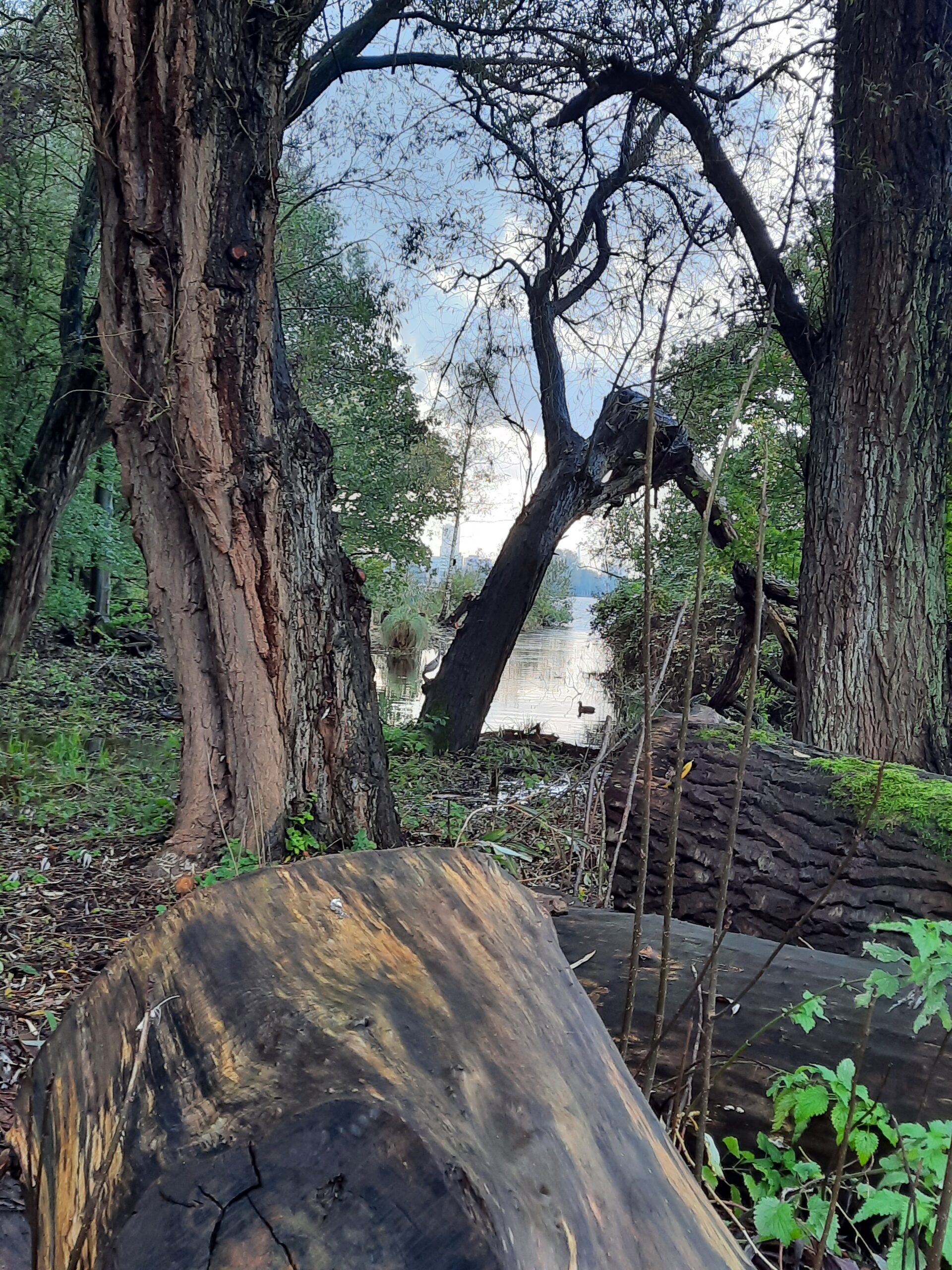 Doorkijk vanuit Kralingse Bos naar Kralingse Plas 