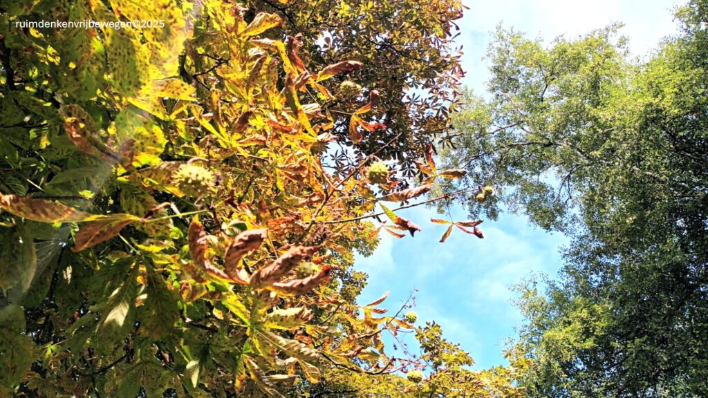Doorkijk op bomen en lucht van onderaf gefotografeerd