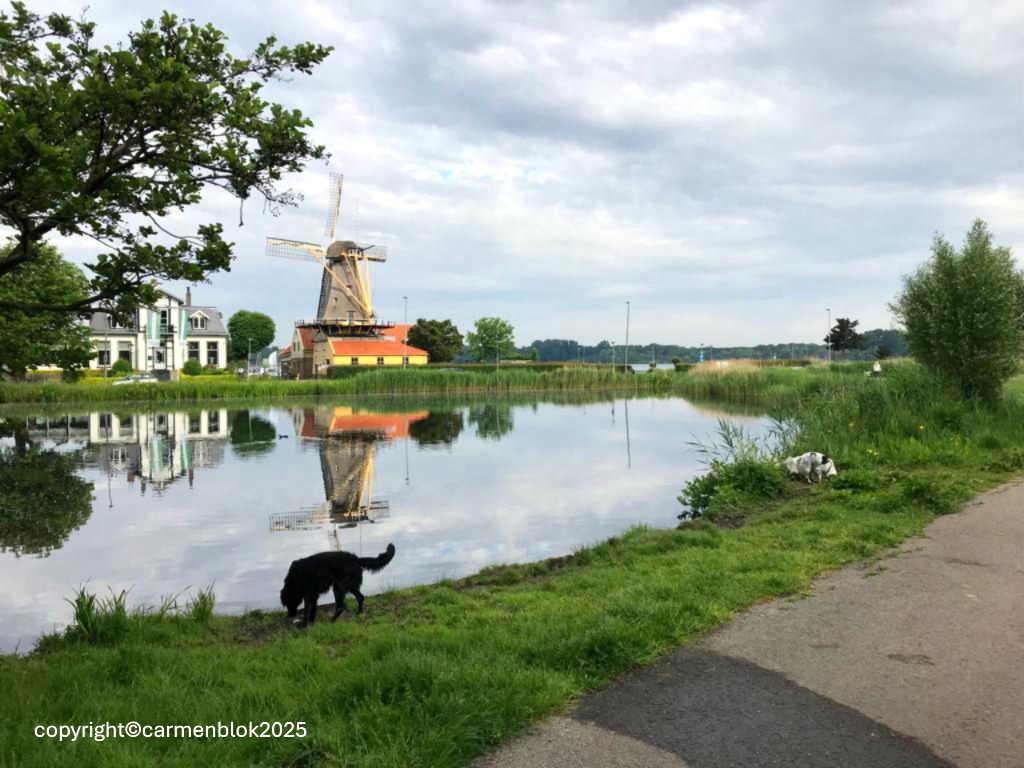 Zicht op Molen de Lelie aan de Kralingse Plas