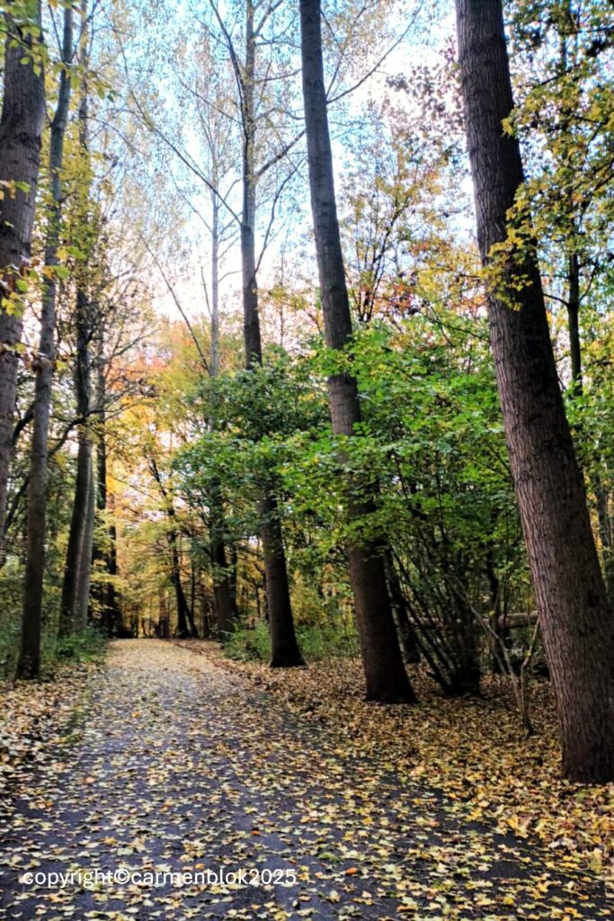 Statige laan met bomen in het Kralingse Bos