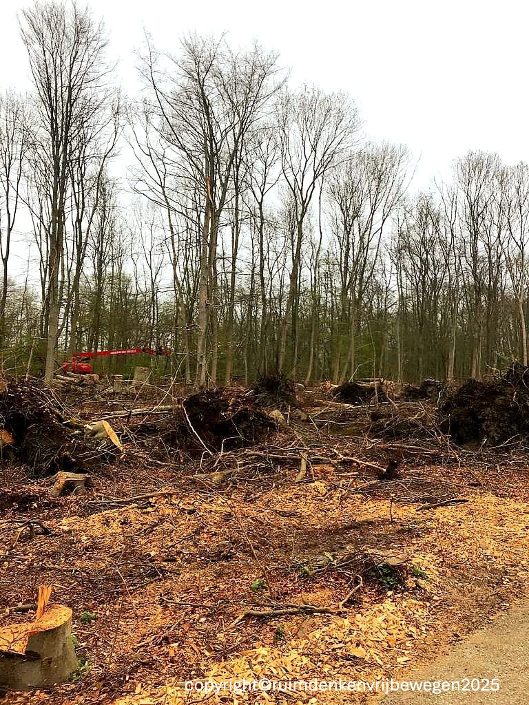 Zelfde foto als boven aan het van intermezzo, maar dan de hele afbeelding van Kralingse Bos na de storm met omgewaaide bomen en werkzaamheden. 