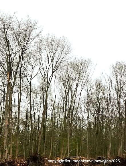 Afbeelding van bomen in het Kralingse Bos